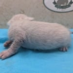 Snow-Savannah-Female-Kitten-2-DOB-4-14-26-j