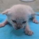 Snow-Savannah-Female-Kitten-2-DOB-4-14-26-k