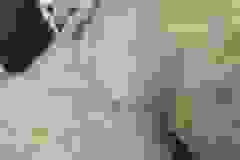 Savannah Clementine  F-6SBT Snow Female #2 DOB 5-3-21