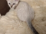 Savannah Clementine  F-6SBT Snow Female #2 DOB 5-3-21