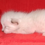 Savannah F-6SBT Snow Kitten female DOB 5-3-21