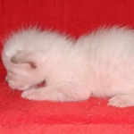 Savannah F-6SBT Snow female DOB 5-3-21