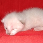 Savannah F-6SBT Snow Kitten female DOB 5-3-21