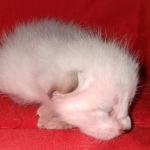 Savannah F-6SBT Snow Kitten female DOB 5-3-21