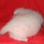 Savannah F-6SBT Snow Kitten female DOB 5-3-21