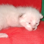 Savannah F-6SBT Snow female DOB 5-3-21