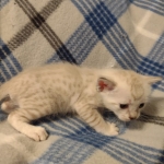 Savannah F-6SBT Snow female DOB 5-3-21