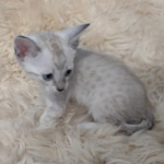 Savannah F-6SBT Snow Kitten female DOB 5-3-21