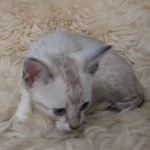 Savannah F-6SBT Snow Kitten female DOB 5-3-21