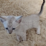 Savannah F-6SBT Snow Kitten female DOB 5-3-21