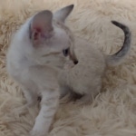 Savannah F-6SBT Snow Kitten female DOB 5-3-21