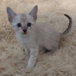 Savannah F-6SBT Snow Kitten female DOB 5-3-21