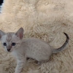 Savannah F-6SBT Snow Kitten female DOB 5-3-21