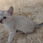 Savannah F-6SBT Snow Kitten female DOB 5-3-21