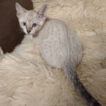 Savannah F-6SBT Snow Kitten female DOB 5-3-21