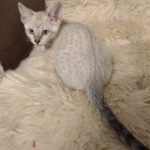 Savannah F-6SBT Snow Kitten female DOB 5-3-21