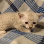 Savannah F-6SBT Snow female DOB 5-3-21