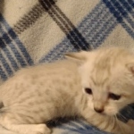 Savannah F-6SBT Snow female DOB 5-3-21