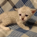 Savannah F-6SBT Snow female DOB 5-3-21