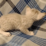 Savannah F-6SBT Snow female DOB 5-3-21