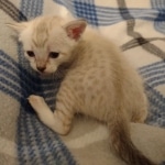 Savannah F-6SBT Snow female DOB 5-3-21