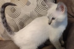 Savannah F-6SBT Snow Female #2 DOB 6-11-24