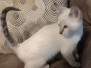 Savannah F-6SBT Snow Female #2 DOB 6-11-24