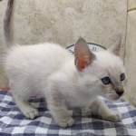 Snow-female-2-DOB-6-11-24-A