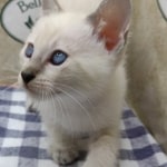 Snow-female-2-DOB-6-11-24-H