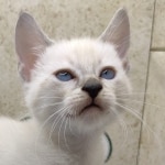 Snow-female-2-DOB-6-11-24-c