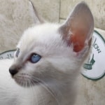 Snow-female-2-DOB-6-11-24-d