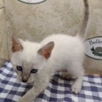 Snow-female-2-DOB-6-11-24-e