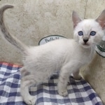 Snow-female-2-DOB-6-11-24-f