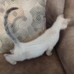 Snow-girl-2-F-6SBT-a