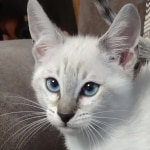 Snow-girl-2-F-6SBT-ah