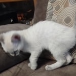 Snow-girl-2-F-6SBT-b