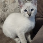 Snow-girl-2-F-6SBT-c