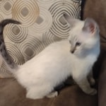 Snow-girl-2-F-6SBT-g