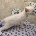 Available Savannah  F-6SBT Snow female