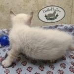 Available Savannah  F-6SBT Snow female
