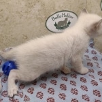 Available Savannah  F-6SBT Snow female