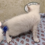 Available Savannah  F-6SBT Snow female