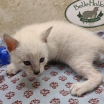 Available Savannah  F-6SBT Snow female