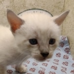 Available Savannah  F-6SBT Snow female
