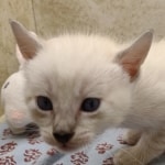 Available Savannah  F-6SBT Snow female