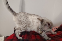 Sweet Pea Savannah F-6SBT Snow female #2 DOB 7-1-23