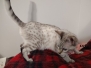 Sweet Pea Savannah F-6SBT Snow female #2 DOB 7-1-23