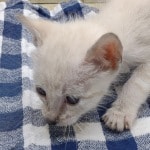 Savannah Snow female F-6SBT kitten