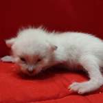 Savannah Snow female F-6SBT