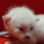 Savannah Snow female F-6SBT